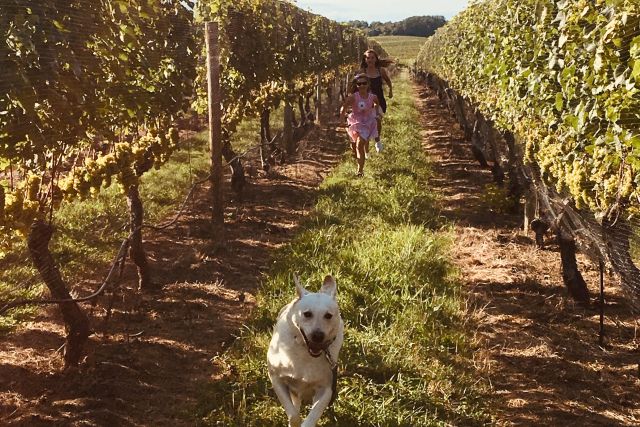 East end vineyard, my children and dog. One of the snug and scenic hideaways that inspires my creativity for writing.